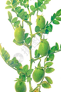 含有的植物豆影棚宏观粮食种植白色种子场地家禽蔬菜绿色图片