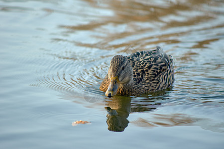 一只雌野鸭动物池塘羽毛野生动物鸭子游泳图片