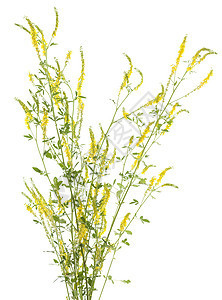 外皮离子体梅利洛图斯野花宏观药草叶子黄色草本植物草药花序植物图片