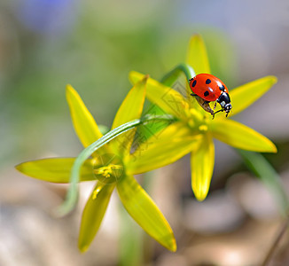 红色淑女bug野生动物甲虫动物学叶子昆虫斑点昆虫学臭虫动物场地图片