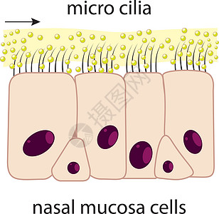 Nasal 粘膜高清图片