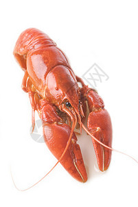 龙虾白色小龙虾食物橙子贝类背景图片