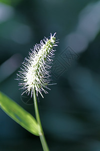 绿色的狐尾 绿色的花序猪鬃草植物科圆锥谷子狗尾草袖珍叶片生草穗状背景图片