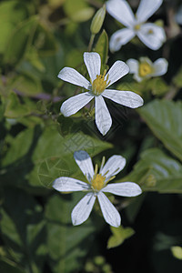 德干铁线莲白花白色年度萼片芬芳天鹅绒毛三叶登山者图片
