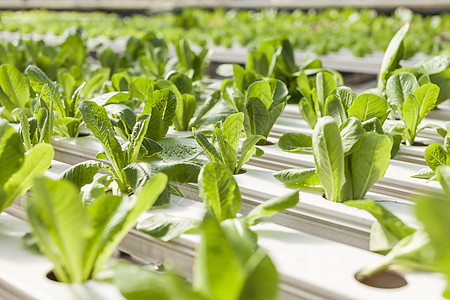 绿色房屋工厂植物苗圃玻璃农场农业兰花栽培园艺场地食物图片