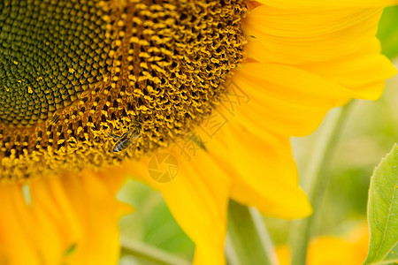 蜜蜂喂蜜农场日葵花种植园昆虫学昆虫生态野生动物传粉者动物学蜂蜜花瓣蜂房阳光图片