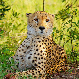 野生肯尼亚的Cheetah马拉斑点捕食者动物大草原野生动物哺乳动物衬套荒野马赛图片