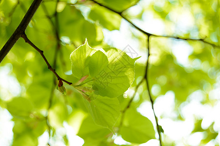 在模糊绿背景上的新暑假 Fresh 暑假木头光合作用环境叶子框架生长宏观生态植物群森林图片