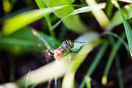 苍蝇坐在绿草上动物阳光叶子捕食者身体宏观眼睛法器昆虫翅膀图片