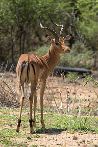 印地语哺乳动物食草自然保护区荒野动物野生动物动物群羚羊图片