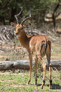 印地语荒野动物羚羊自然保护区哺乳动物动物群食草野生动物图片