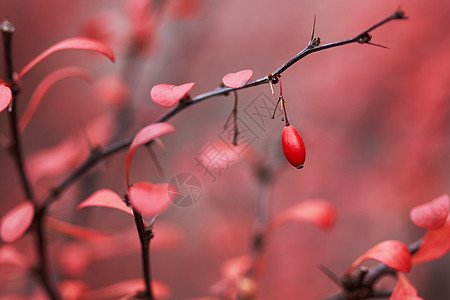 草莓浆果浆果家族树叶季节植物背景图片