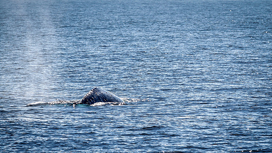 灰鲸力量哺乳动物动物生活游泳鲸目海洋蓝色身体野生动物图片