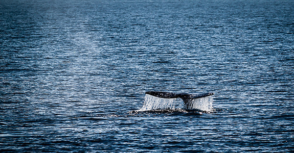 灰鲸尾藤壶身体濒危动物游泳灰色野生动物海浪荒野尾巴图片