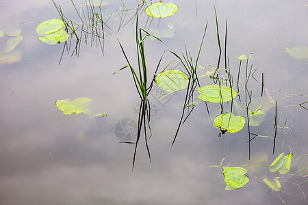 含百合面水面反射植物藻类植物群洪水湖岸甘蔗蓝色银行水生植物图片