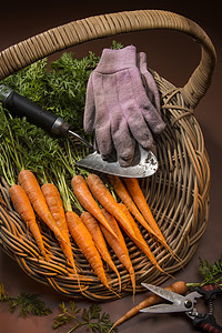 有机胡萝卜花园阴谋食物农家萝卜菜地蔬菜农业手套农场背景图片