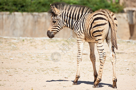 常见斑马 科学名称  婴儿站在sa脖子哺乳动物妈妈耳朵草原生态孩子母亲动物园食草图片