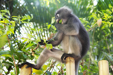 猴食假荒野哺乳动物动物野生动物马夫少年栅栏生物猿猴森林图片