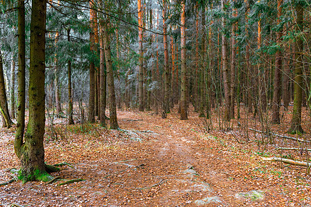 森林中寒冷的秋天图片