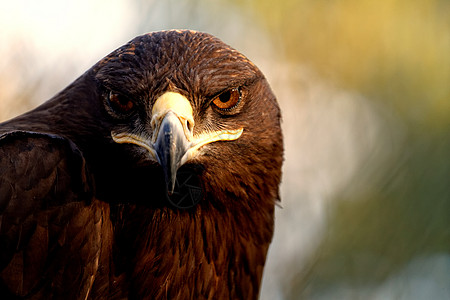 舍普之鹰食肉黄色棕色动物群宏观自由猎人猎物掠夺性荒野图片