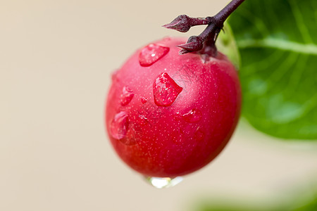 卡兰达卡伦达基督的刺绿色食物情调营养草本植物水果异国红色图片