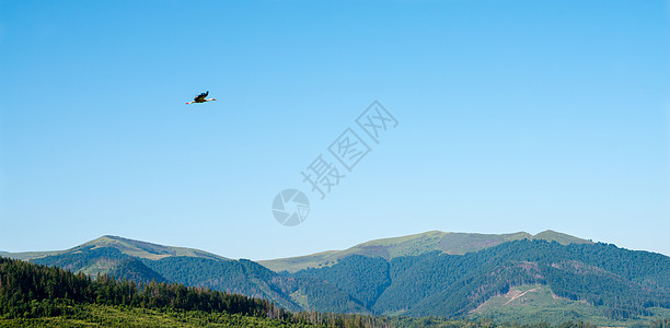 乌克兰喀尔巴阡山脉的 飞翔白鹤风景高地场景旅行旅游航班地平线晴天森林丘陵飞行背景图片