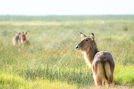 杜法萨头发裂谷水羚动物遗产公园螺栓环境水生动物适者图片