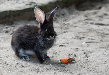 兔子兔耳朵白色宠物眼睛动物群野兔黑色哺乳动物图片
