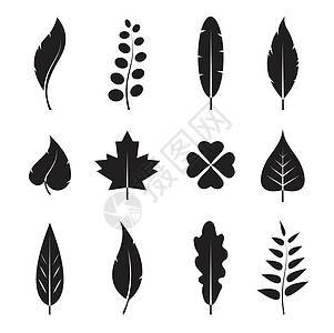 设置在白色背景上的矢量叶图标黑色羽毛三叶草收藏山毛榉植物艺术梧桐树季节桦木图片
