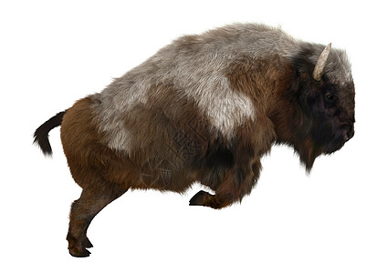 美国比森白色野牛牛角攻击男性濒危棕色哺乳动物荒野图片