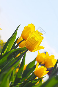 花园中的黄郁金香团体绿色叶子天空蓝色黄色公园图片