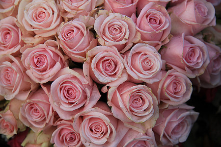 粉红色玫瑰组花朵花瓣植物学绿色花束植物群花店粉色植物图片