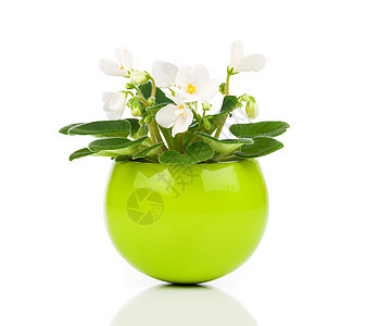 白色圣帕乌利亚花朵 白底绿色花盆花瓣盆栽植物杂交种叶子植物学植物群生长图片