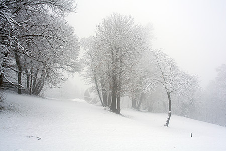 森林中的雪季节雪花天气新年风景树木降雪背景图片