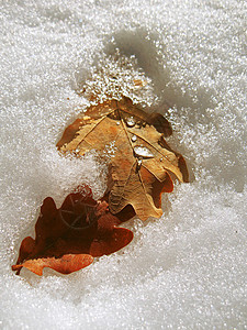 冰冷的橡树叶落下雪植物学宏观天气橡木植物群地面季节水晶冻结树叶图片