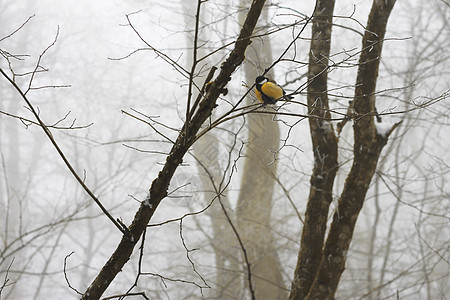 冬季森林的树枝上飞鸟翅膀荒野花园农村野生动物鸣禽生活蓝色山雀木头图片