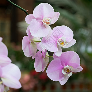 粉色长性植物兰花植物学花束热带植物群紫色花瓣图片