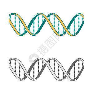 白色背景上两个DNA符号的一组医学青色螺旋科学绘画医疗生物边界染色体插图图片