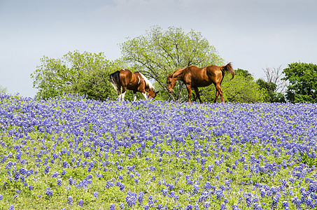 马在草地上 - 蓝波奈图片