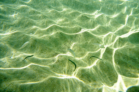 的无水景点动物闲暇水面游泳反射假期娱乐浮潜海洋水波图片