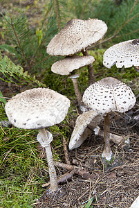 亚甲二烯丙烯酯树木蘑菇植物学植物伞菌巨幕鳞鱼图片