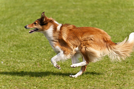 狗种族活力跑步速度配种草地宠物品种运动愤怒赛车图片