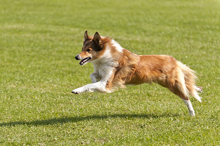 狗种族愤怒赛车草地动物配种活力品种运动赛狗行动图片