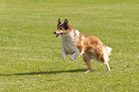 狗种族运动行动跑步牧羊犬动物动力学速度品种宠物愤怒图片