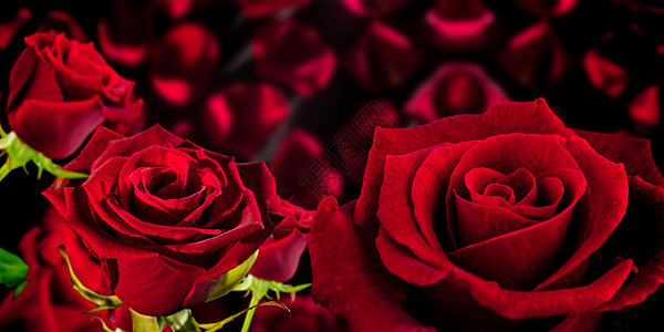 玫瑰复合图像红色背景图片