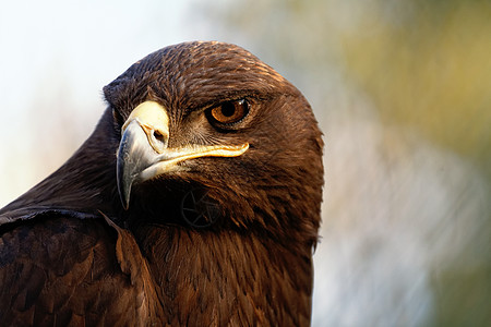 舍普之鹰黄色棕色草原荒野力量羽毛动物群食肉自由猎人图片