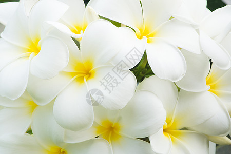 鸡蛋花气候风景水平热带白色花卉背景图片