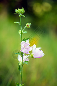 在绿草原上紧贴粉红色霍霍克花朵草本植物绿色粉色叶子植物紫色麝香花朵花瓣植物群图片