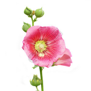 胡合极花花草本植物草地花束叶子蜀葵植物植物学花园快乐生活图片