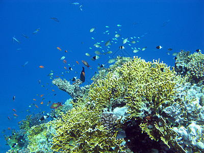 热带海 水下海洋中的多彩珊瑚礁潜水海床阳光海景海洋生物动物假期蓝色盐水海上生活图片